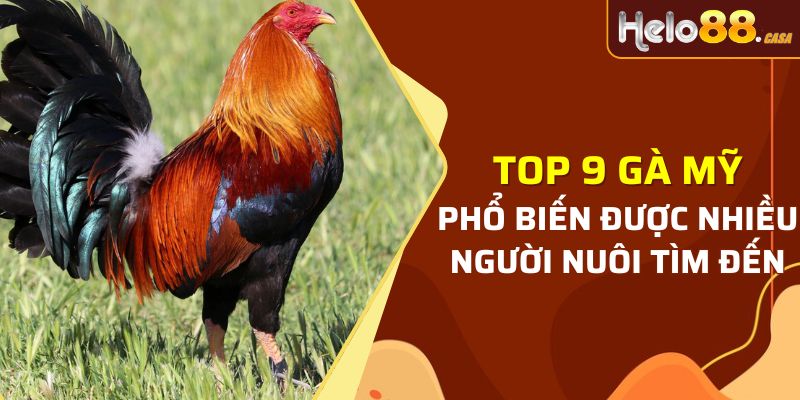 gà Mỹ